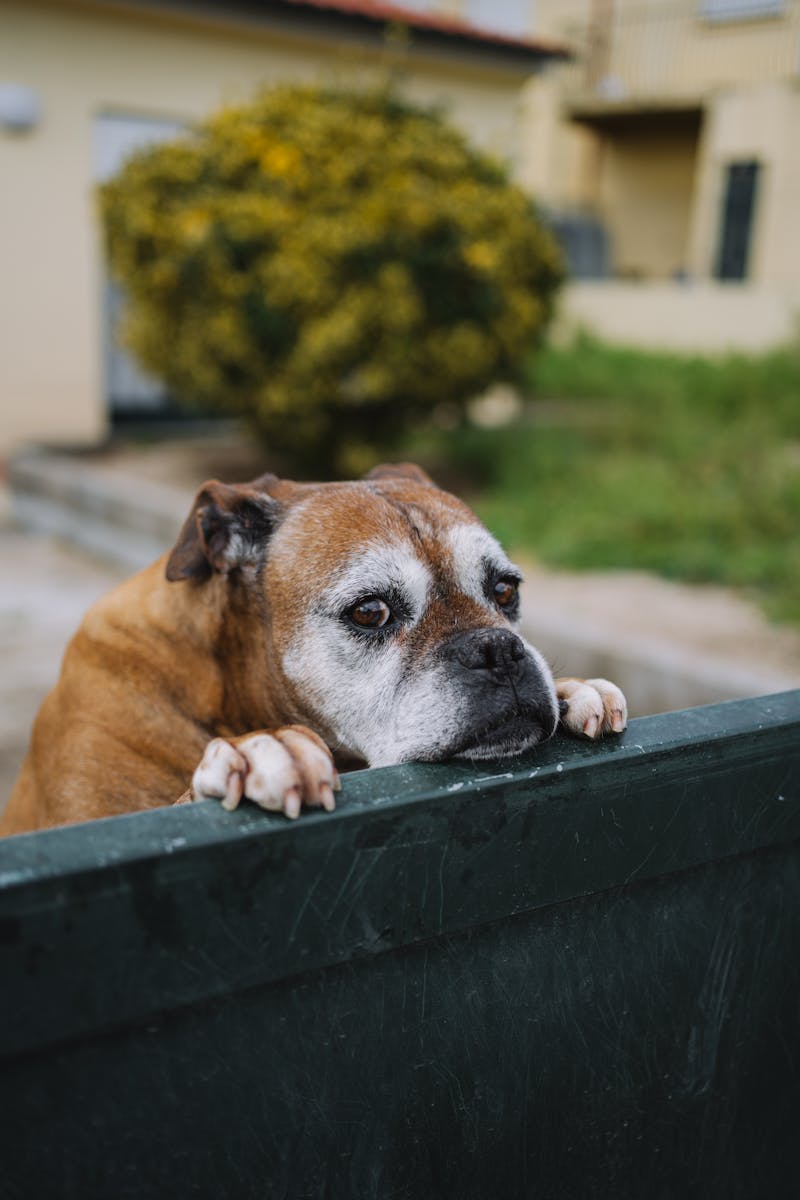 Cute brown Boxer dog leaning over a green fence in an urban setting. Perfect for animal lovers.