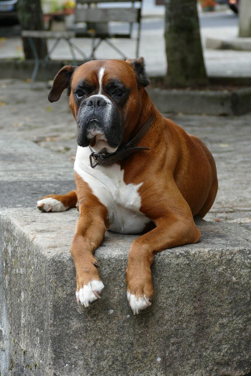 boxer, dog, pet, mammal, are, animal, wait, wedding, fauna