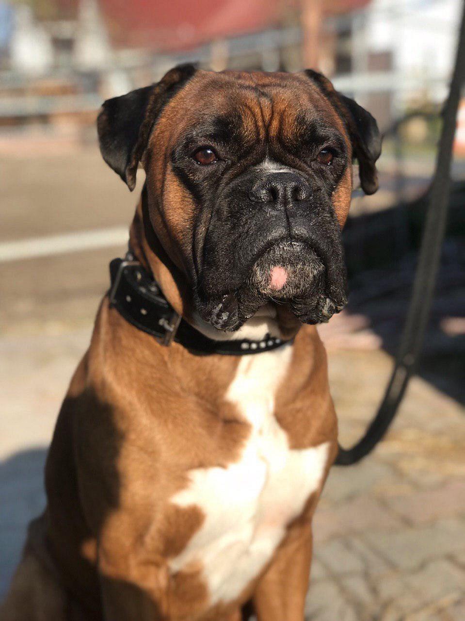 boxer, german, dog, domestic animal, animal, boxer dogs, nature, animal portrait, pet, dog breeds, loyal to, portrait