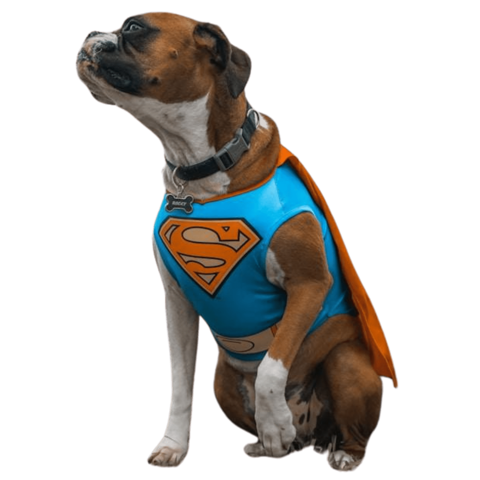 terre de boxer toutou